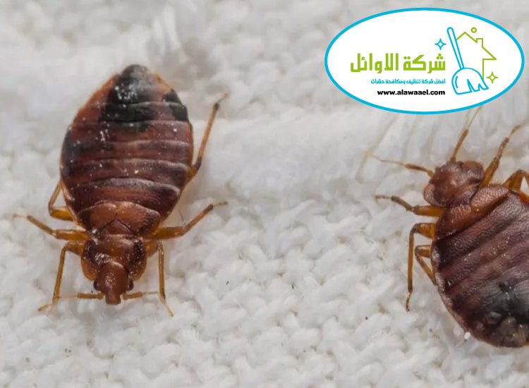 شركة مكافحة بق الفراش في ابوظبي