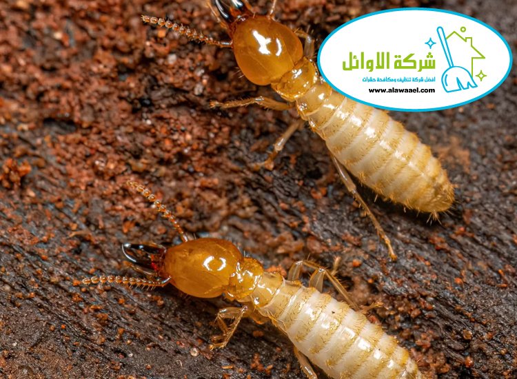 شركة مكافحة الرمة في العين