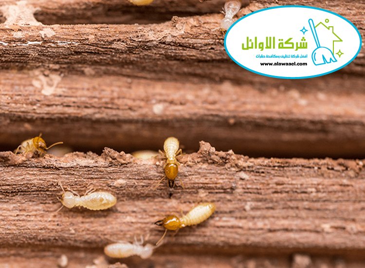 مكافحة الرمة