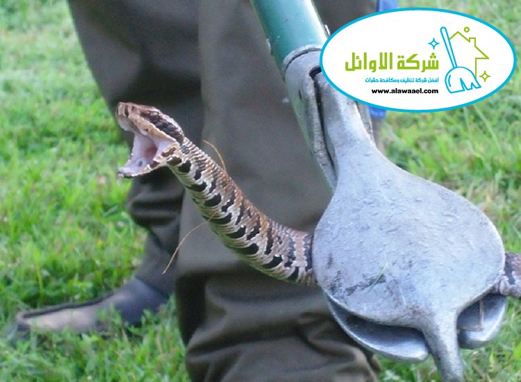 مكافحة الافاعي
