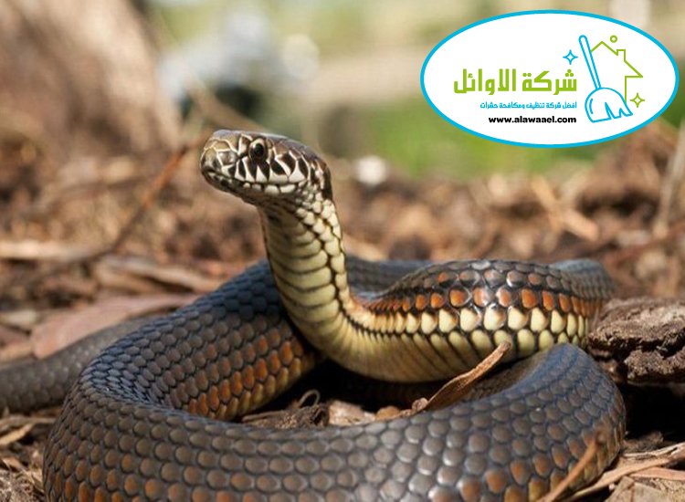 شركة مكافحة الافاعي في العين 