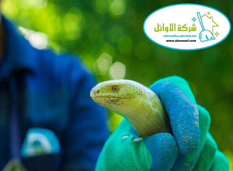 شركة مكافحة الافاعي في العين 
