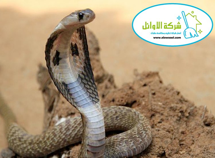 مكافحة الافاعي