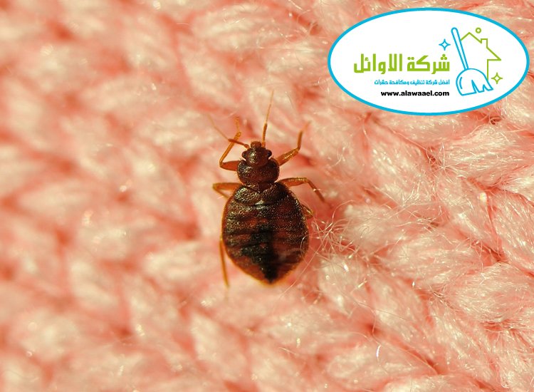 شركة مكافحة بق الفراش في العين