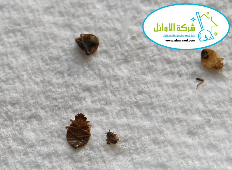 شركة مكافحة بق الفراش في العين