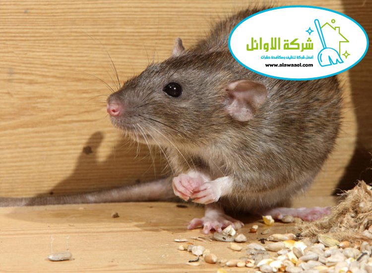 شركة مكافحة القوارض في ابوظبي 