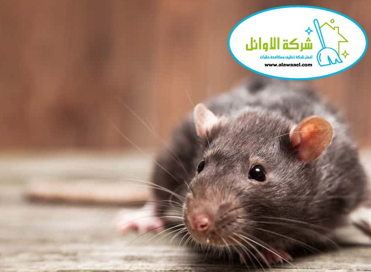 مكافحة القوارض
