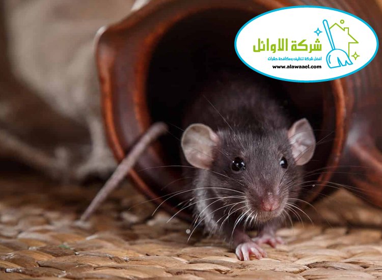شركة مكافحة القوارض في العين