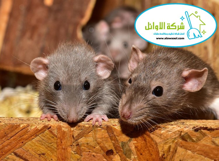 شركة مكافحة القوارض في ابوظبي 