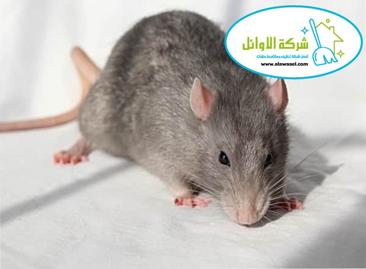 مكافحة القوارض