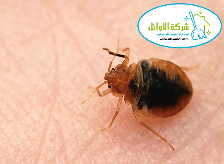 مكافحة بق الفراش