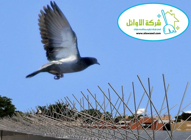شركة مكافحة الحمام في العين