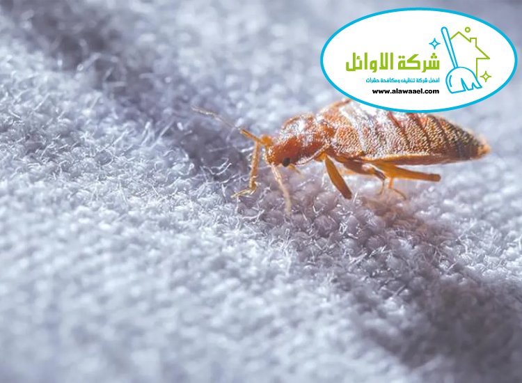 شركة مكافحة بق الفراش في العين