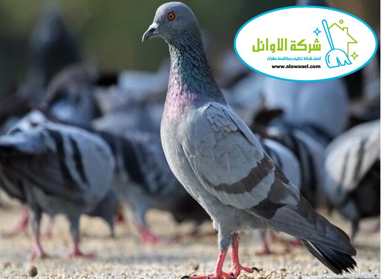 مكافحة الحمام
