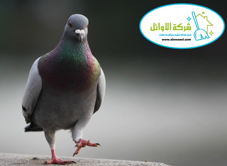 شركة مكافحة الحمام في العين