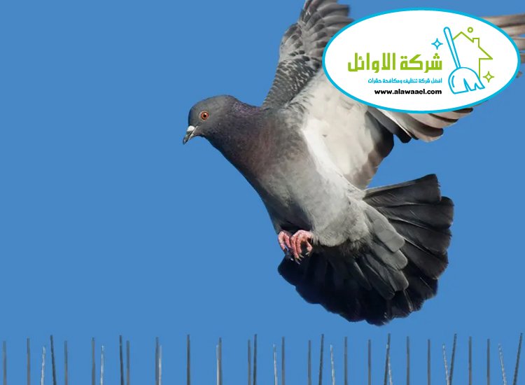 شركة مكافحة الحمام في ابوظبي