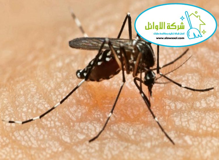 شركة مكافحة الناموس في العين